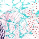 5e Rencontres de l'alimentation durable