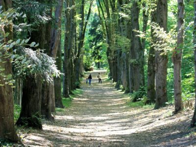 Climadiag Agriculture – de nouveaux indicateurs sur l&rsquo;avenir des forêts
